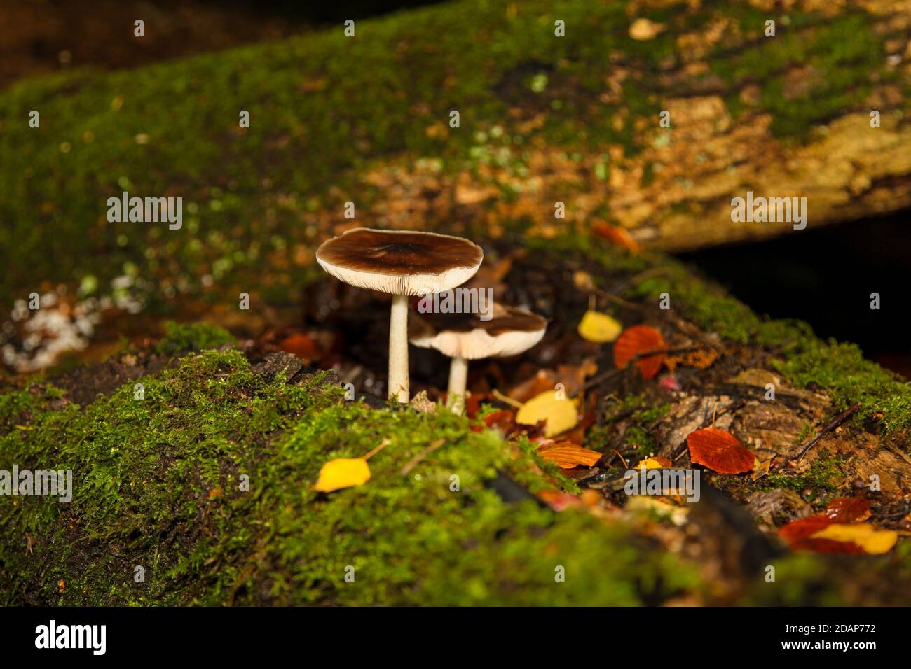 Autumn wild Mushrooms UK growing in leaf mould on forest floor at