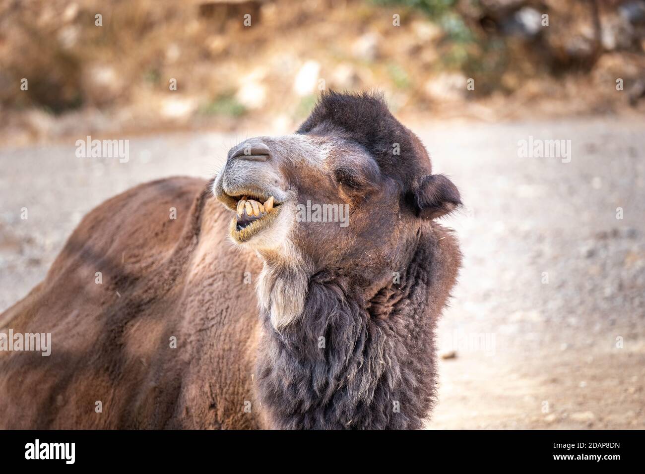 Portrait of a camel with a funny face. Bactrian camel, held captive in a zoo. Brown fur. Attica Zoological Park. Stock Photo