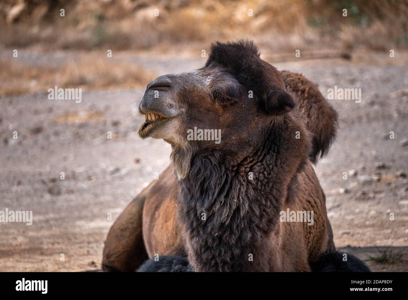 Portrait of a camel with a funny face. Bactrian camel, held captive in a zoo. Brown fur. Attica Zoological Park. Stock Photo