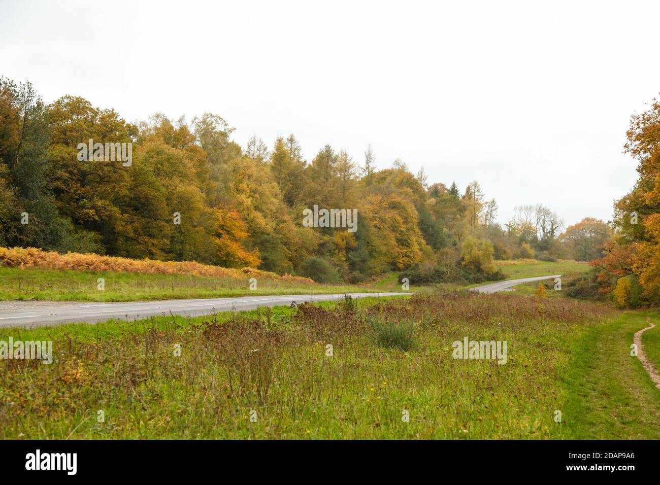 Ranmore Common Road, Surrey, England, UK, Autumn, November 2020 Stock Photo