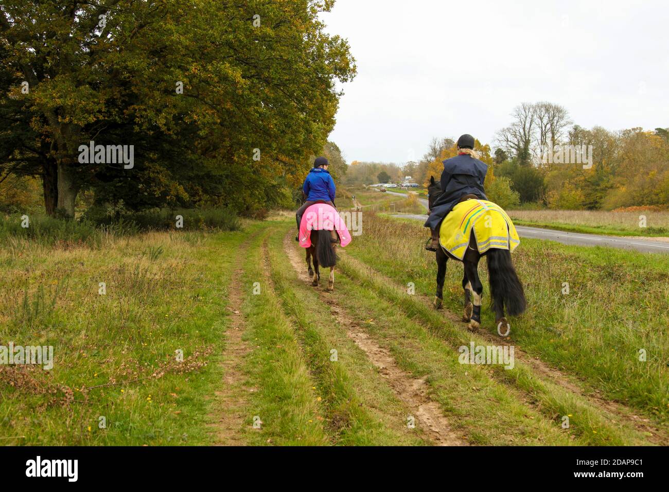 2 people hacking Horse riding from behind in Autumn at Ranmore Common, bridleway, Surrey Hills, England, UK, November 2020 Stock Photo