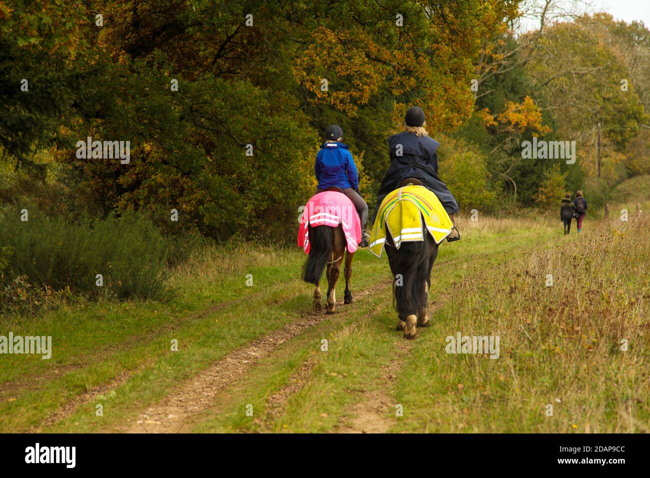 2 people Horse riding from behind in Autumn at Ranmore Common
