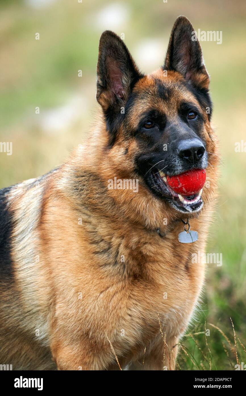 German Shepherd with Ball Stock Photo