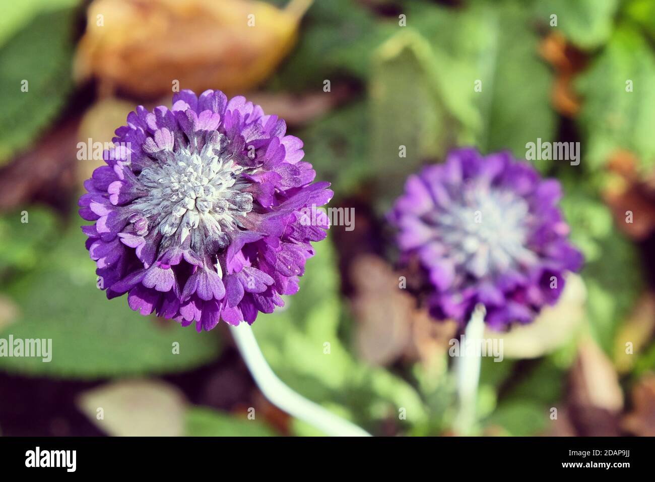 Purple Round-headed Himalayan primrose 'Primula capitata' in flower during the autumn Stock Photo