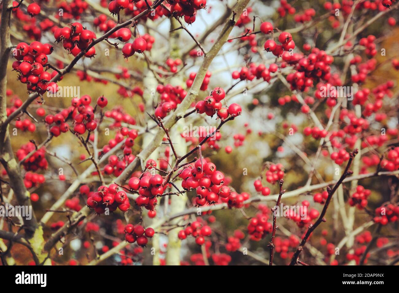 Bright red berries of the Broad-leaved cockspur thorn 'Prunifolia'  (Crataegus persimilis) in autumn Stock Photo