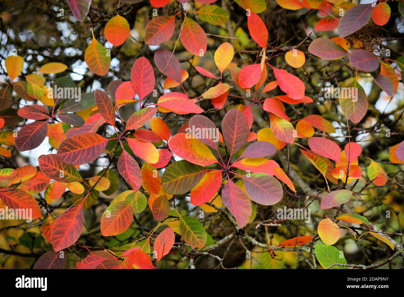 Colourful autumn landscape hi-res stock photography and images - Alamy
