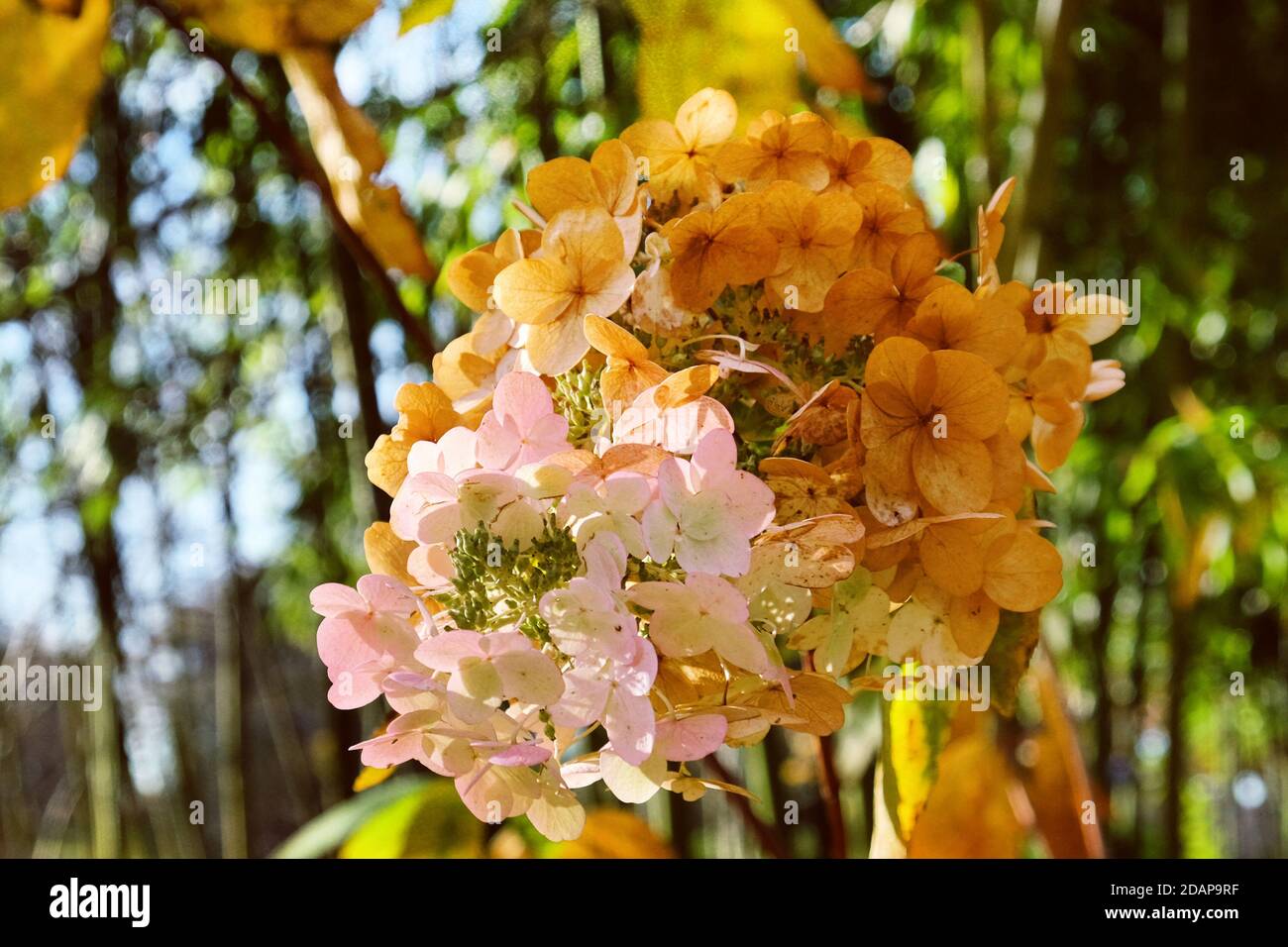 Old mophead flowers of the Hydrangea quercifolia Snow Queen ('Flemygea') in autumn Stock Photo