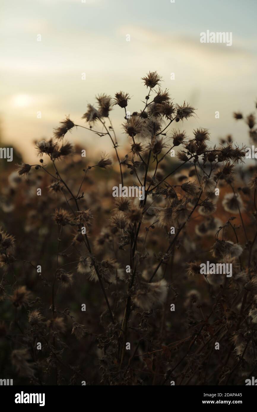 flowers plants nature Stock Photo - Alamy