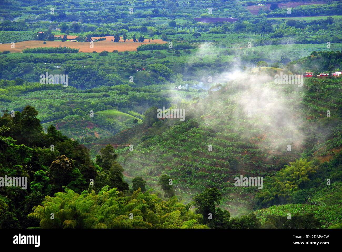 Hills covered in coffee and banana plantations near Buenavista, Antioquia, Colombia Stock Photo