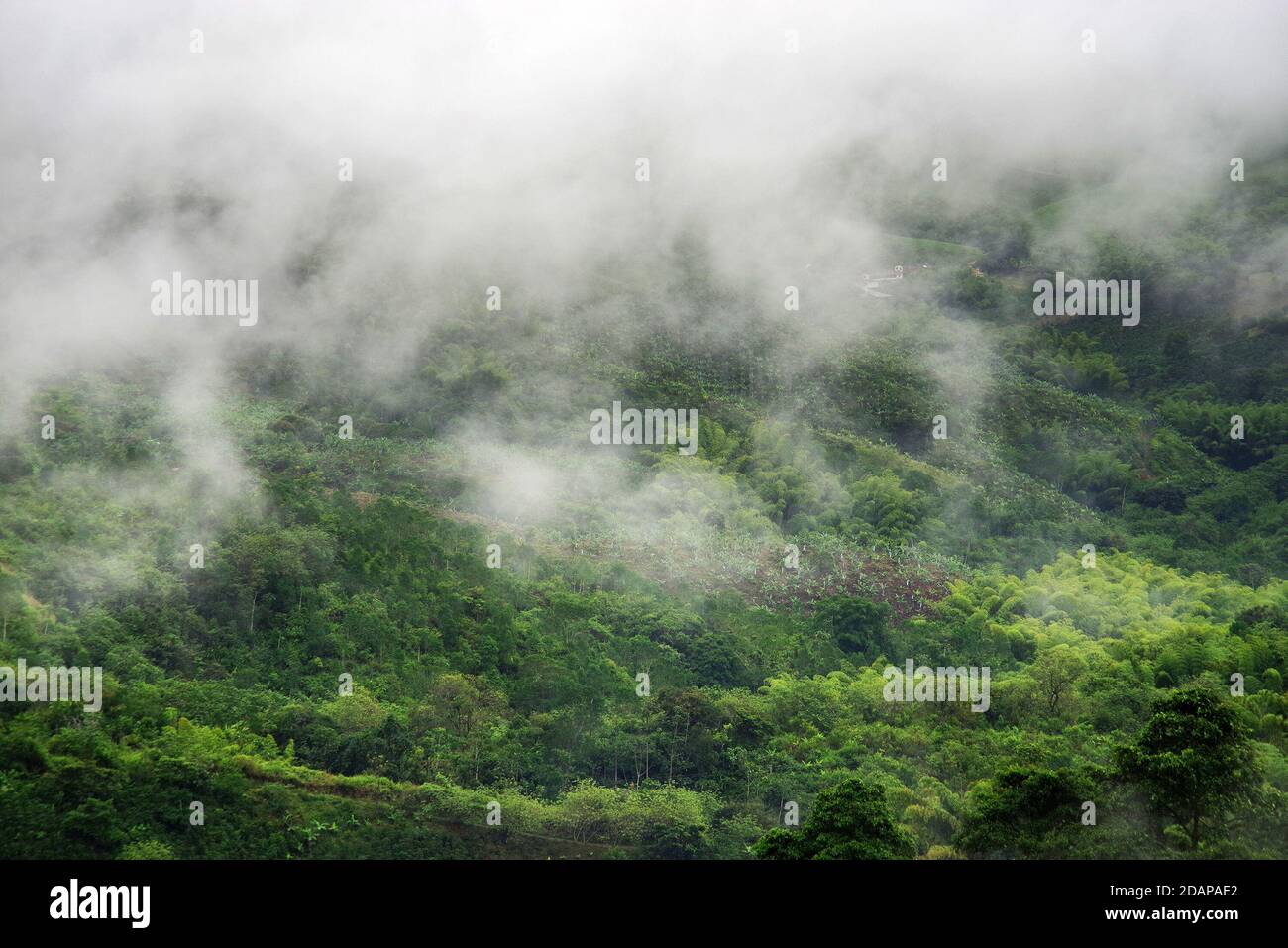 Hills covered in coffee and banana plantations near Buenavista, Antioquia, Colombia Stock Photo