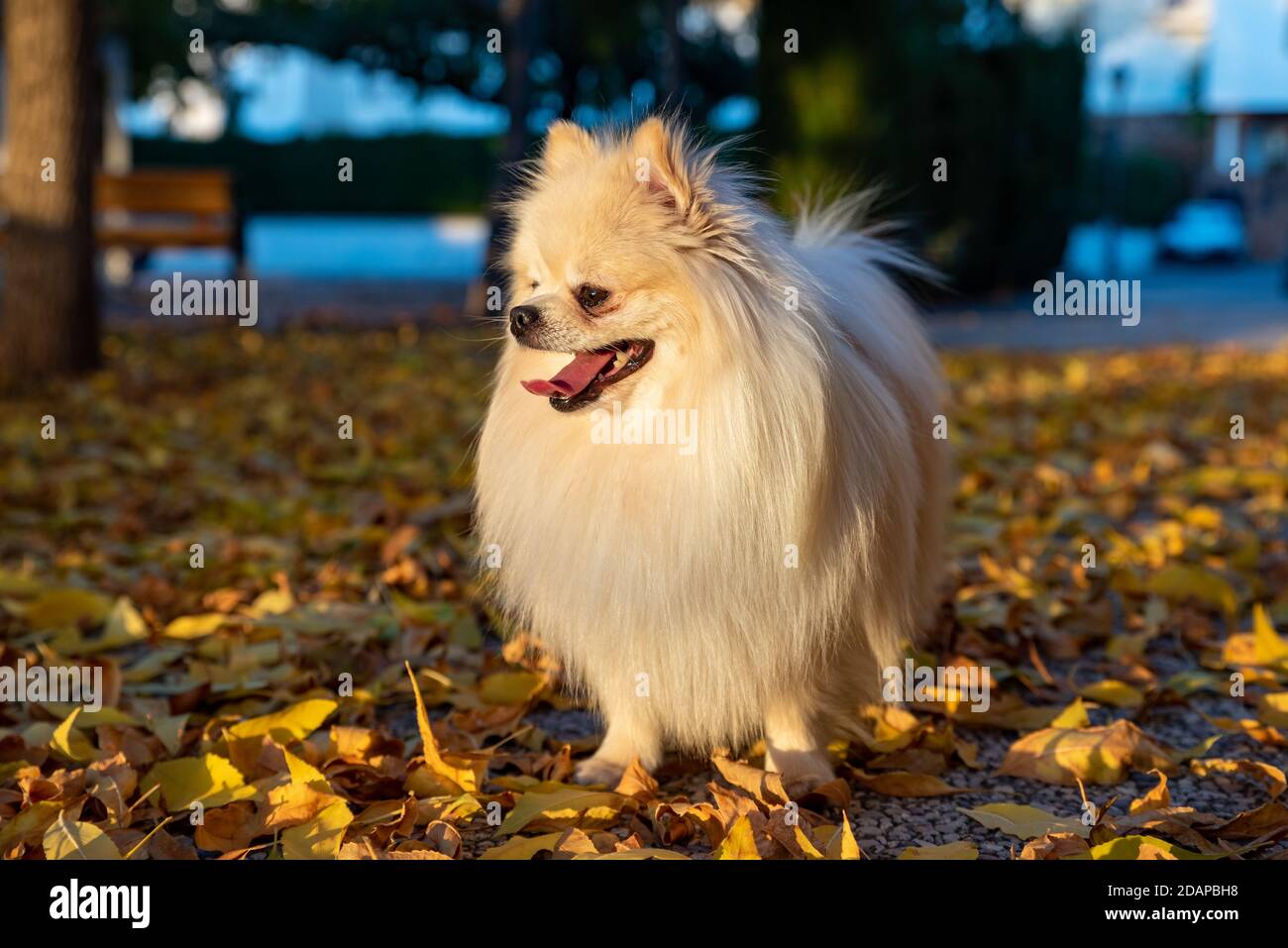White Pomeranian High Resolution Stock Photography And Images Alamy White Pomeranian High Resolution Stock Photography And Images Alamy