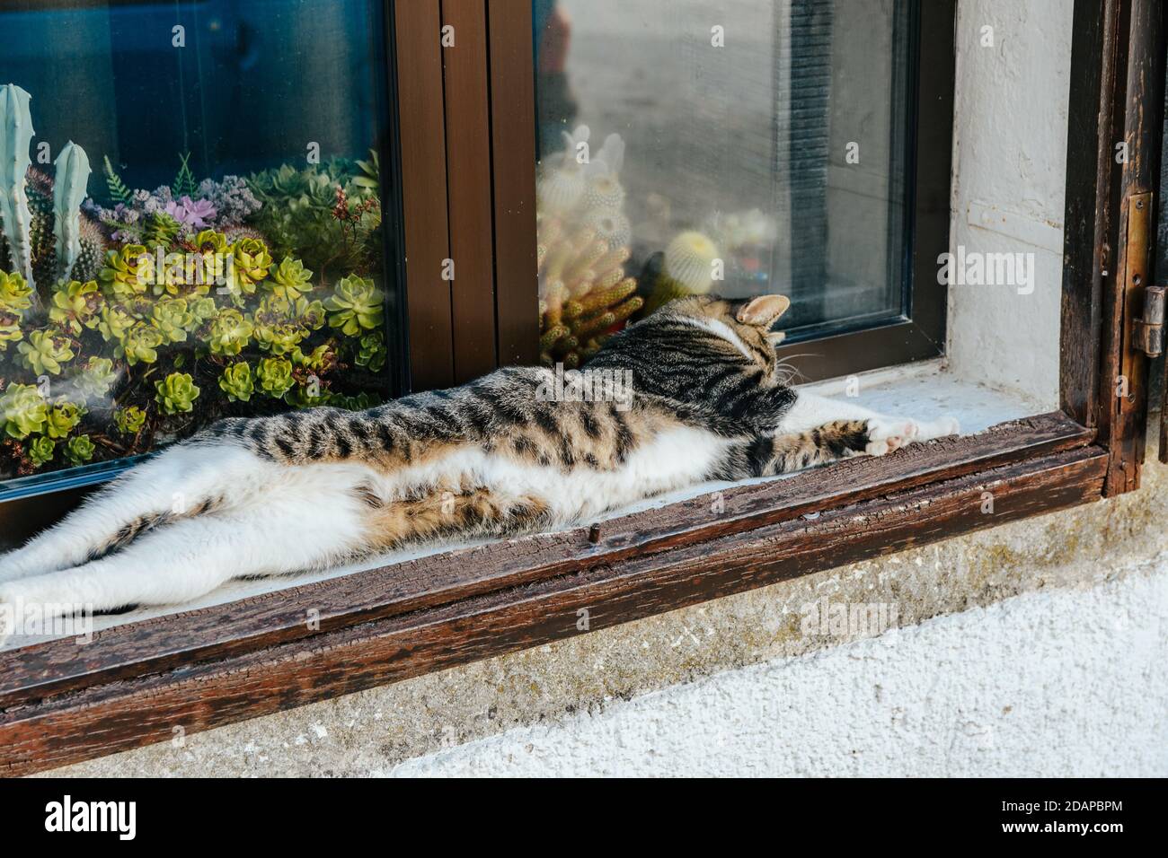 Cute cat lying on a windowsill on a sunny day Stock Photo - Alamy