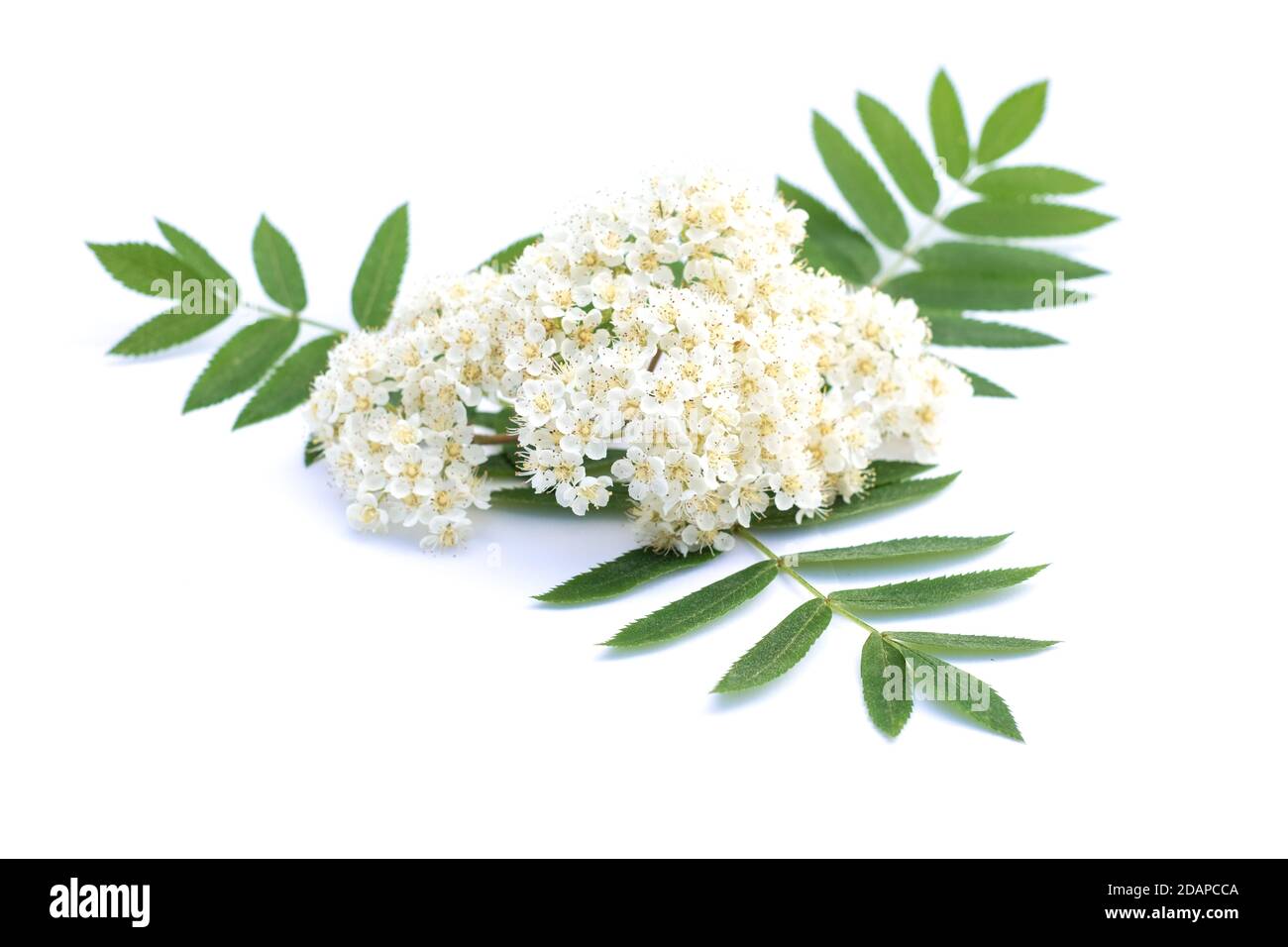 European rowan leaves mountain ash Cut Out Stock Images & Pictures - Alamy