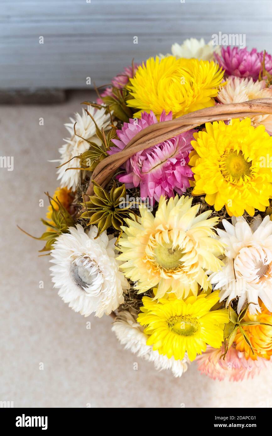 bouquet of Strawflowers in a wickery basket - autum decoration of golden everlasting on the table Stock Photo