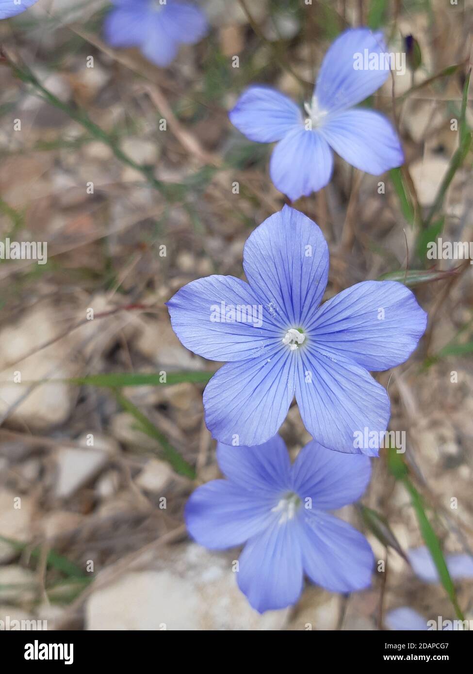Blue flax flowers (Linum narbonense) Stock Photo