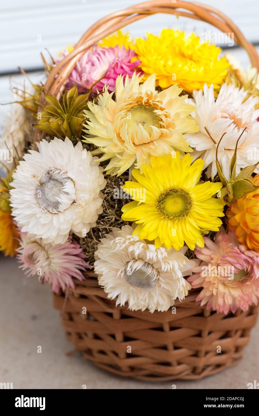bouquet of Strawflowers in a wickery basket - autum decoration of golden everlasting on the table Stock Photo