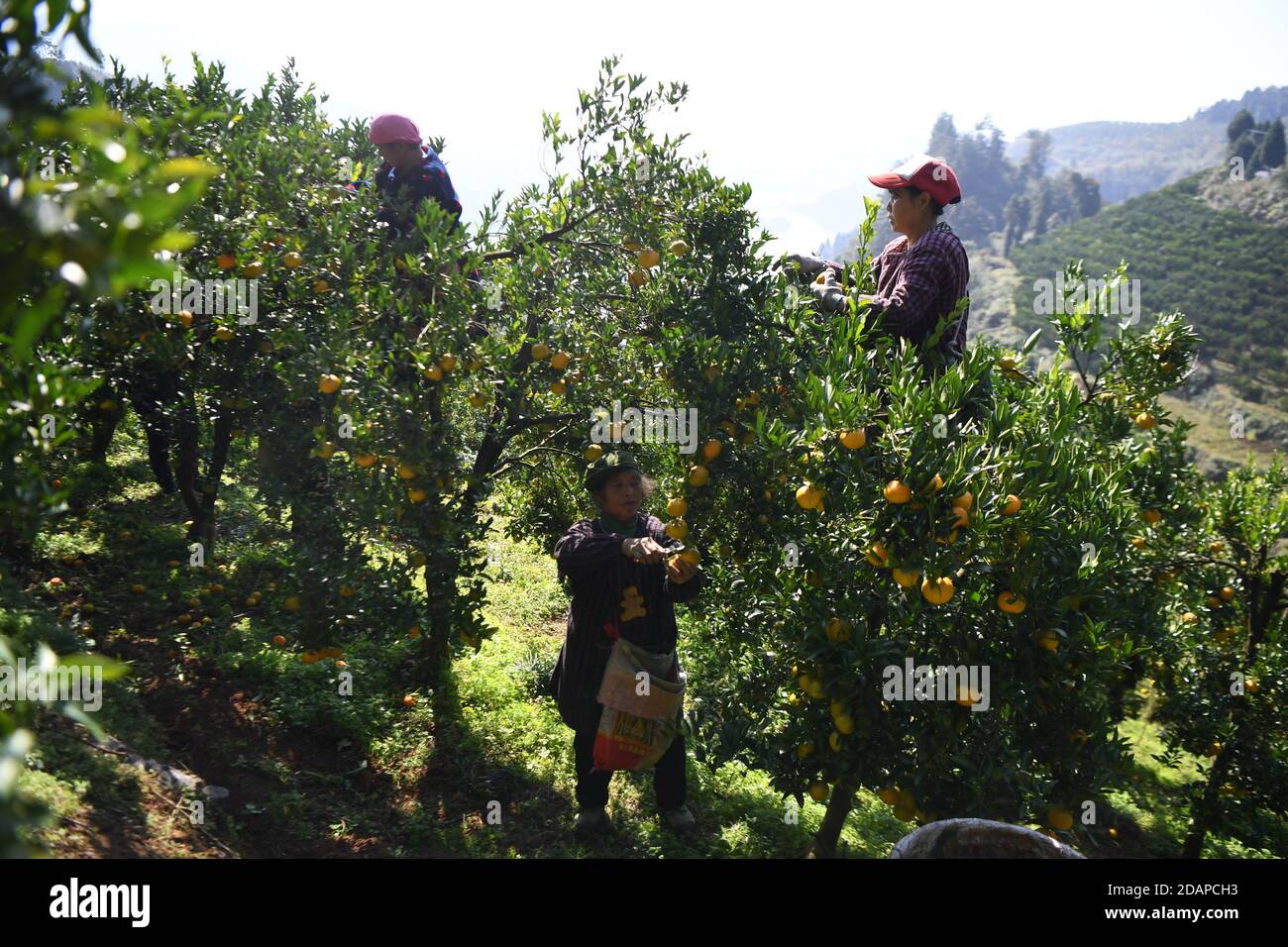 Xiangxi, China's Hunan Province. 14th Nov, 2020. Villagers pick tangerines in Mingxi Village of Furong Town, Yongshun County, central China's Hunan Province, Nov. 14, 2020. In recent years, Furong Town in Yongshun County has taken advantages of its geographical conditions to develop the local tangerine planting industry, with the planting area of tangerine in the town reaching more than 7,000 mu (about 466.7 hectares) in 2019 and the yearly revenue reaching over 20 million yuan (3.03 million U.S. dollars). Credit: Xue Yuge/Xinhua/Alamy Live News Stock Photo