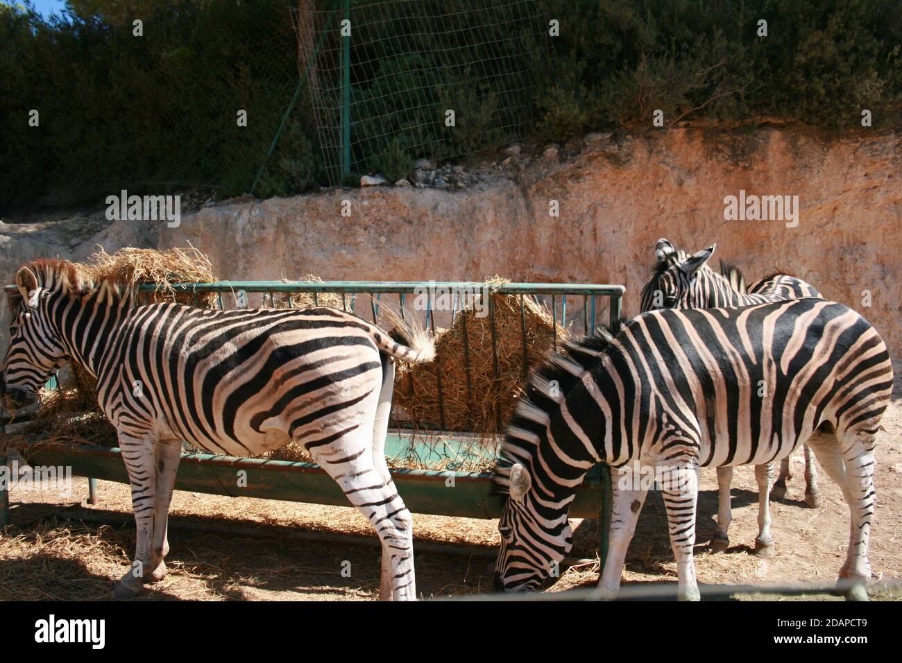 Group zebras water south hi-res stock photography and images - Alamy