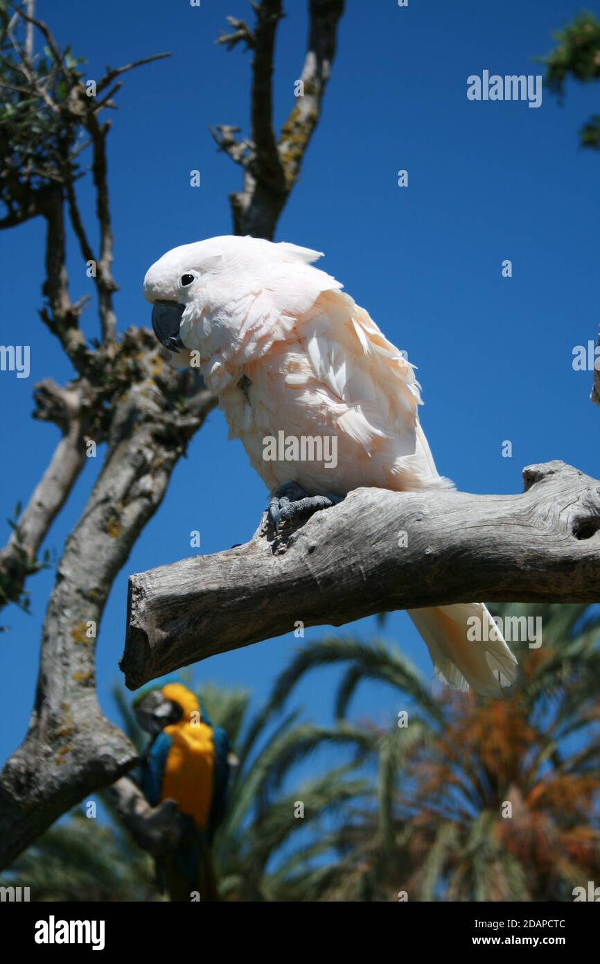 Resting cockatoo hires stock photography and images Alamy