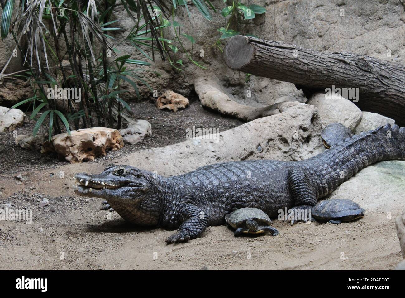 crocodile from the Barcelona zoo. Catalonia. Spain Stock Photo