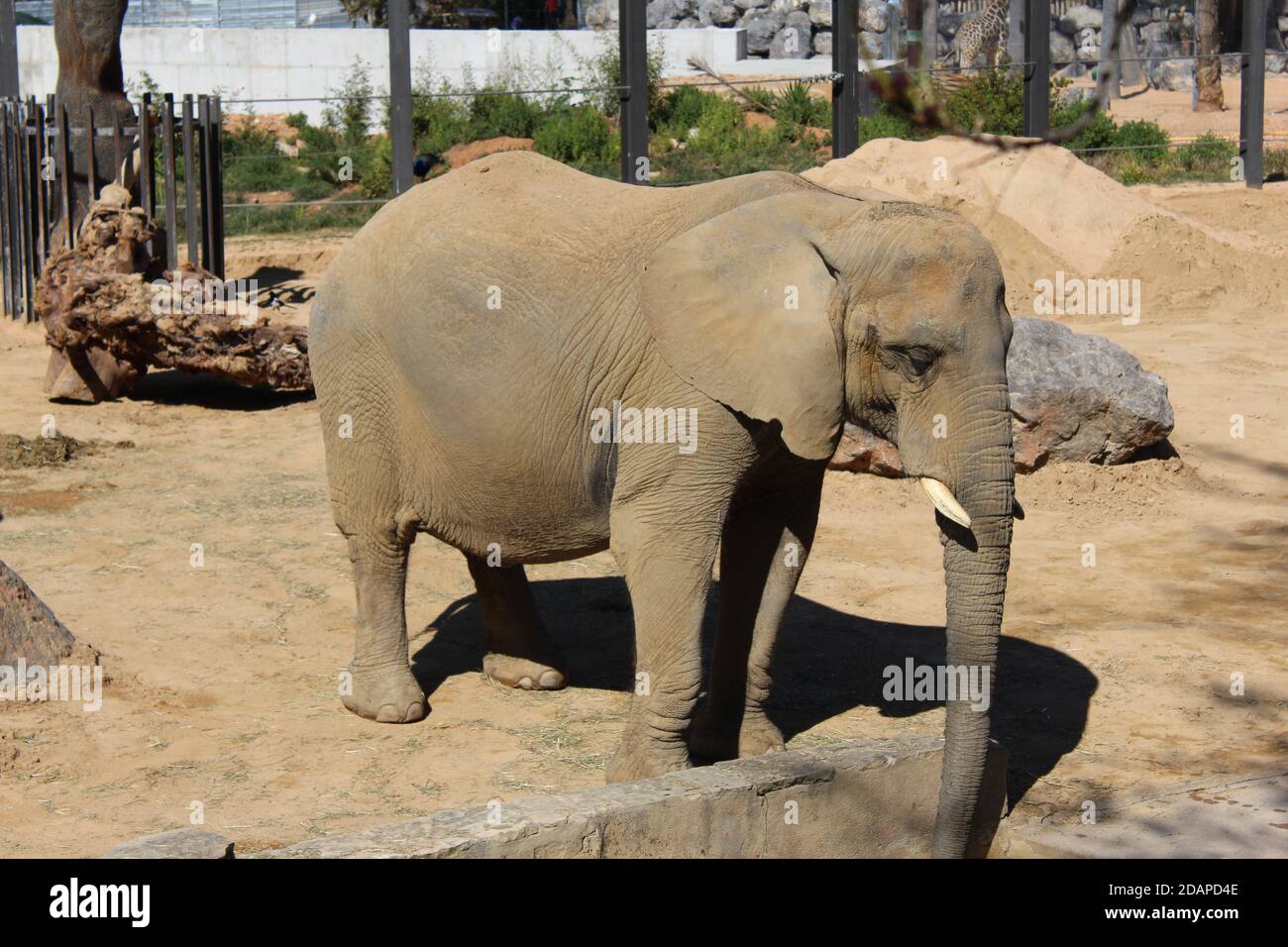 African elephant drinking water at the Barcelona zoo Stock Photo
