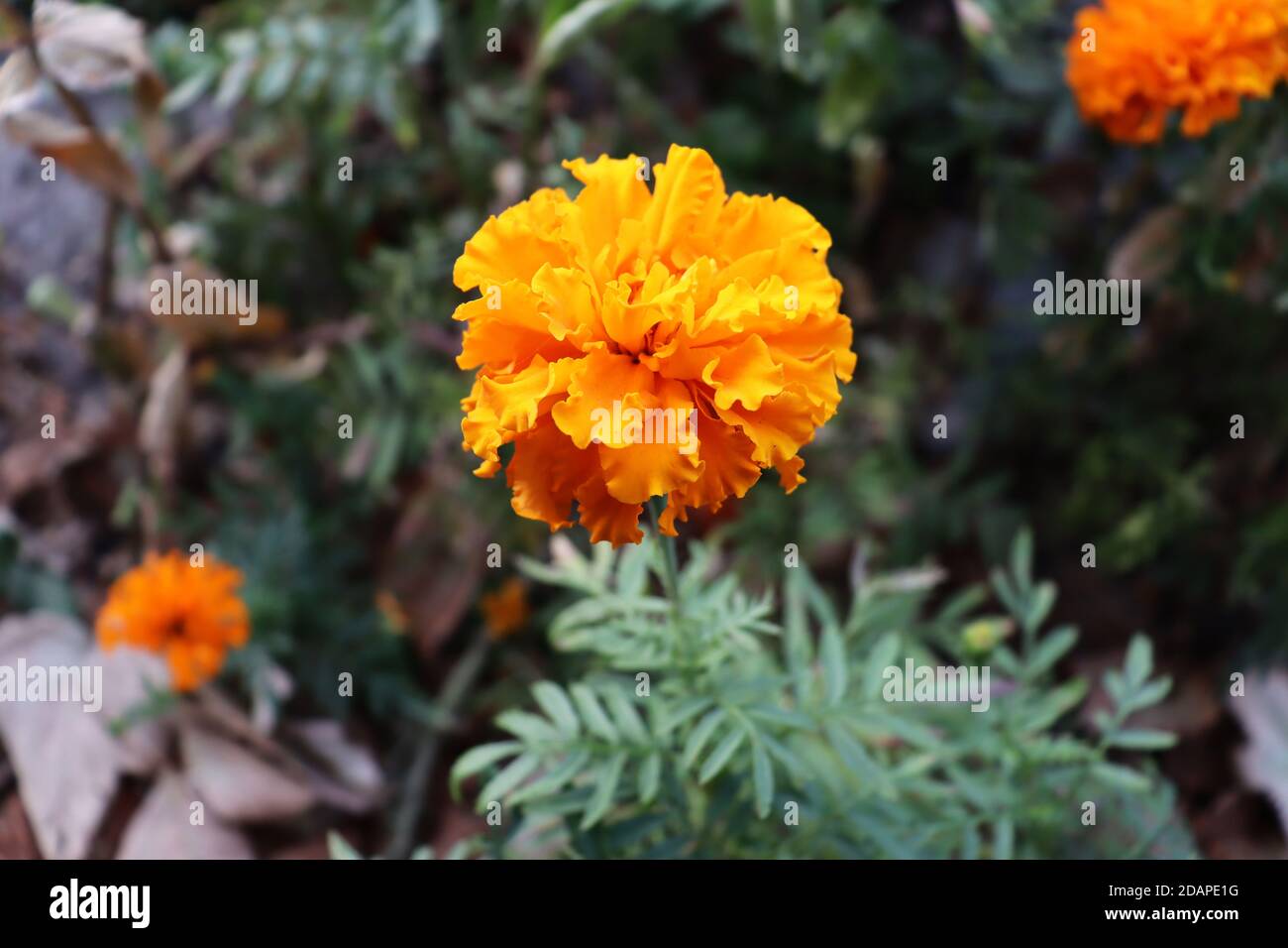 Orange flower in the sky wallpaper - Flower wallpapers - #54075