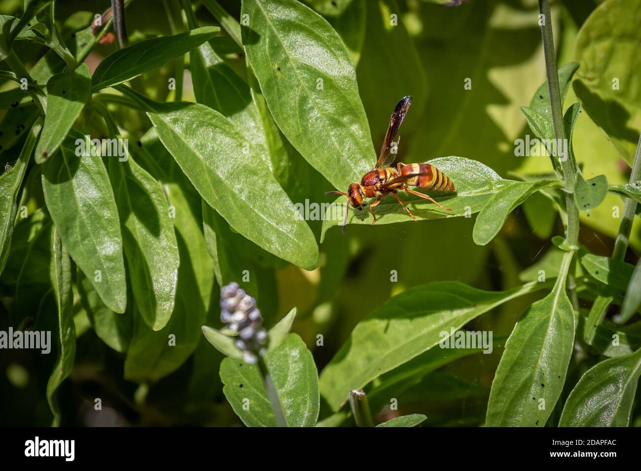 Red and yellow paper wasp on a leaf Stock Photo - Alamy