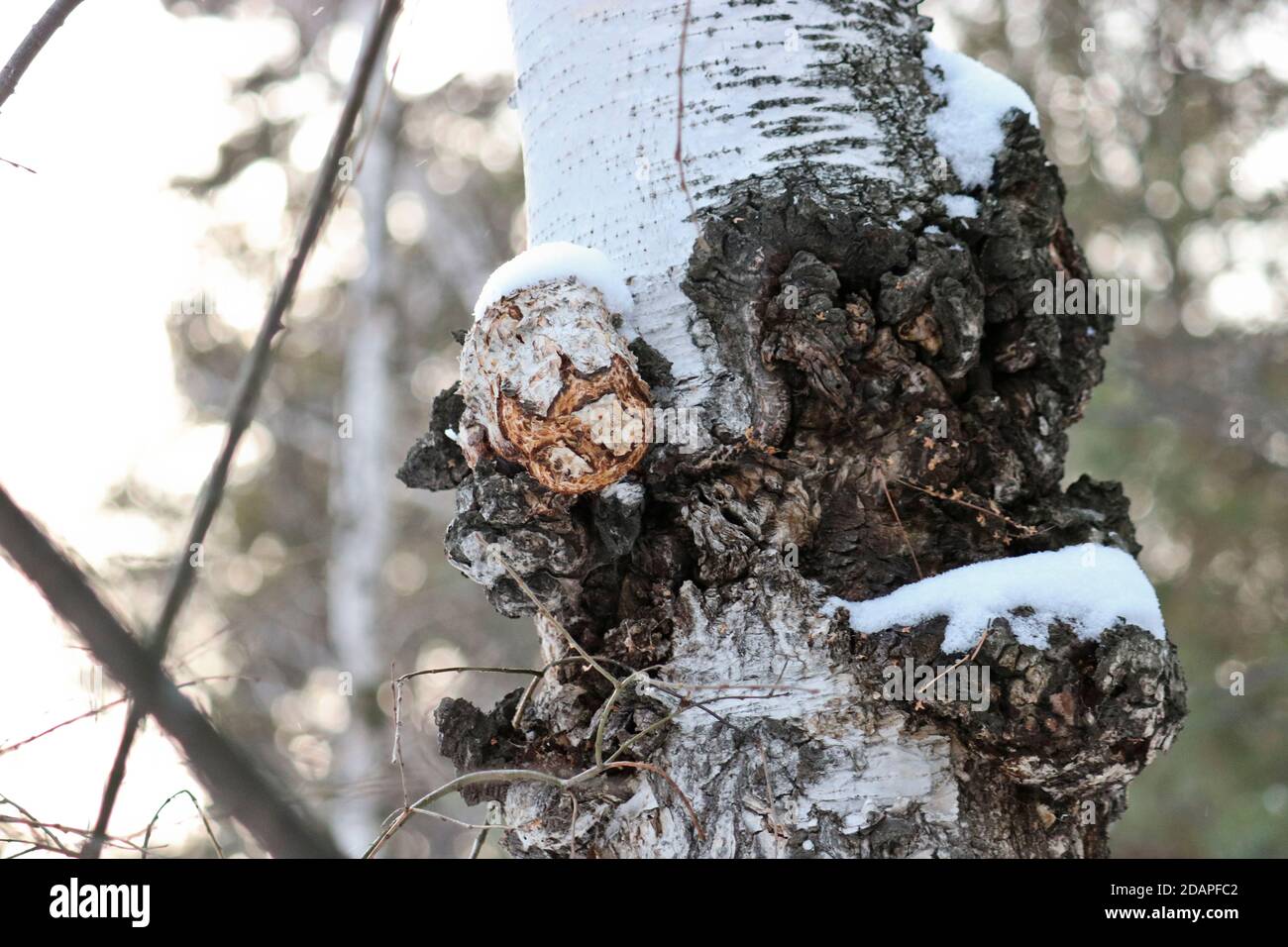Chaga (Inonotus obliquus) is a fungus from the Hymenochaetaceae family. Potential medicine for coronavirus and cancer. It parasitizes birch trees. Stock Photo