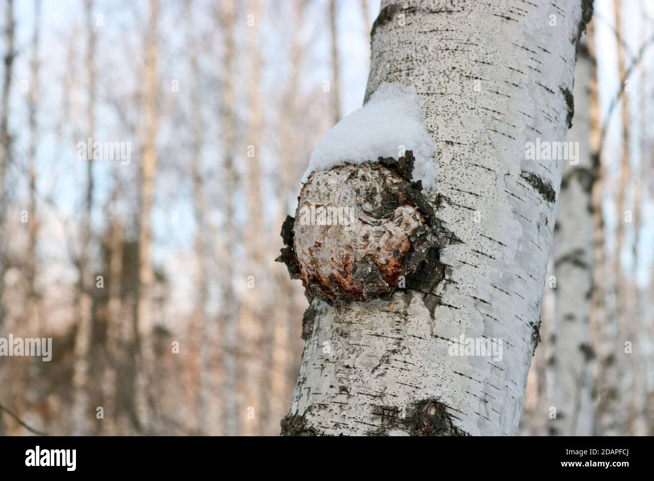 Chaga (Inonotus obliquus) is a fungus from the Hymenochaetaceae family. Potential medicine for coronavirus and cancer. It parasitizes birch trees. Stock Photo