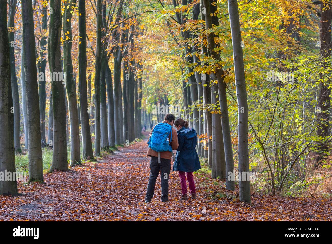 Couple reading map while walking along forest path in autumn woodland showing fall colors Stock Photo