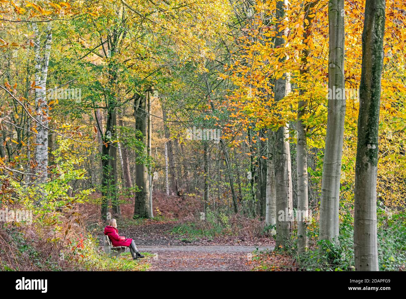 Lonely woman resting on park bench enjoying nature along forest path in autumn woodland Stock Photo