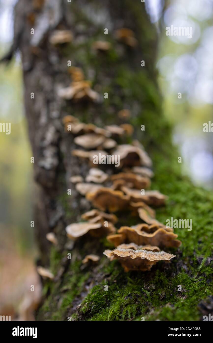 Colony of mushrooms growing on chestnut trunk Stock Photo Alamy