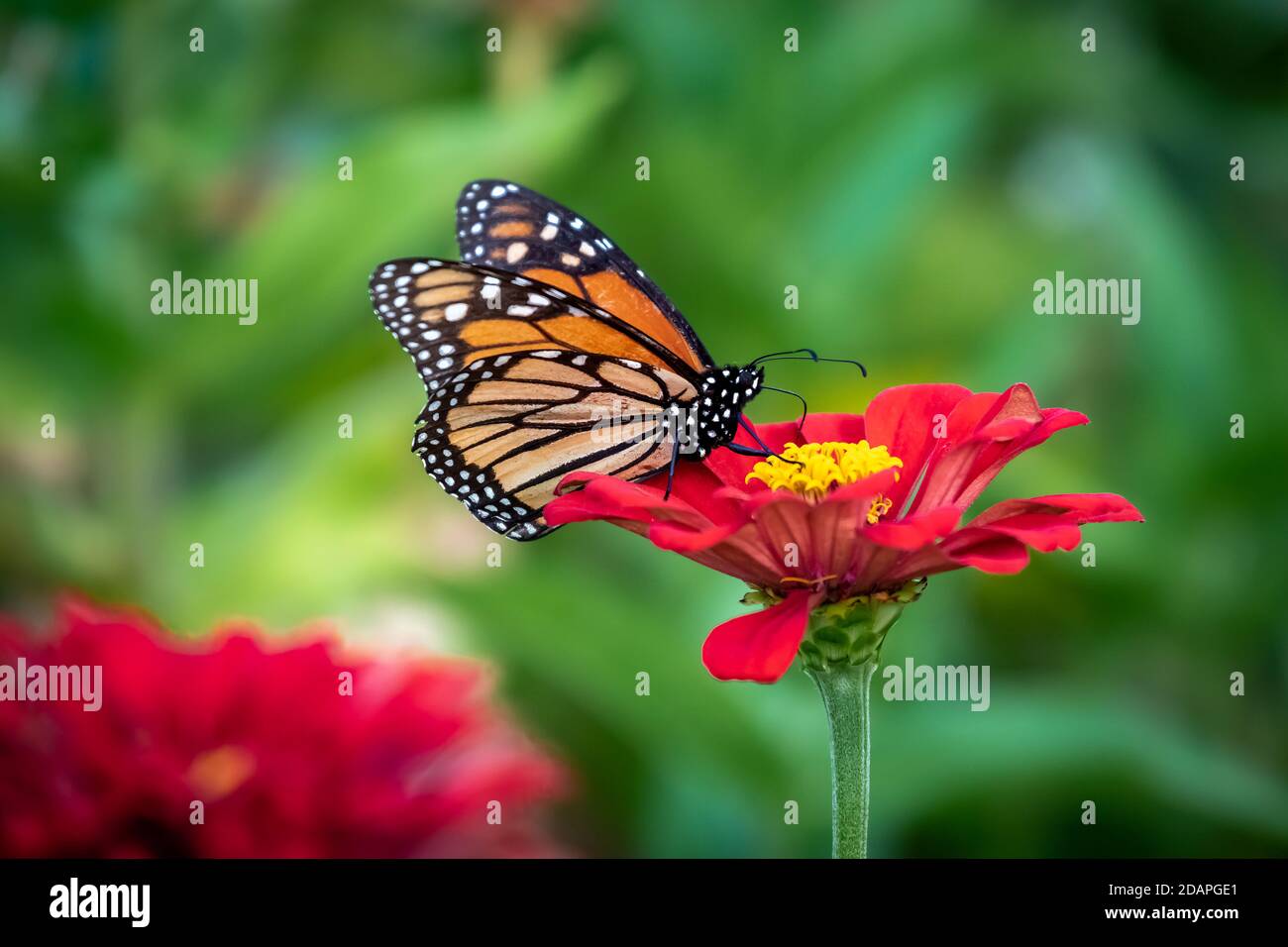 Monarch butterfly (Danaus plexippus) perched ona red flower Stock Photo ...