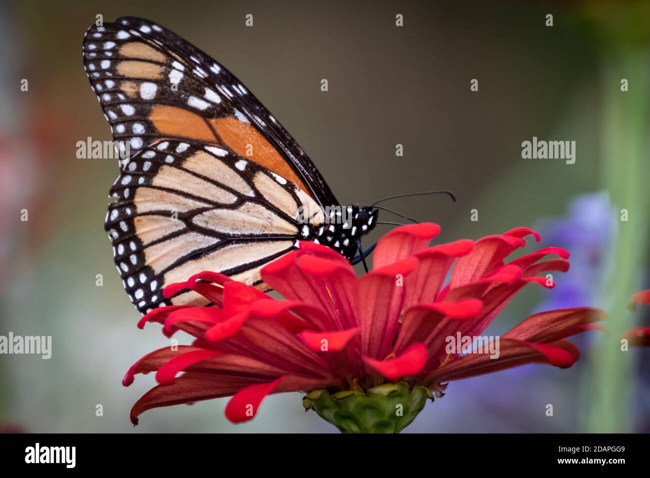Monarch butterfly (Danaus plexippus) perched ona red flower Stock Photo ...