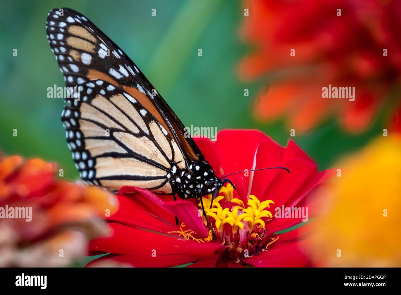 Monarch butterfly (Danaus plexippus) perched ona red flower Stock Photo ...