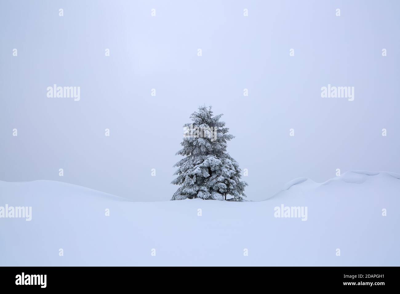 Tree covered with white snow stands on the lawn. Winter scenery. Mountain landscapes. Location the Carpathian Mountains, Ukraine, Europe. Stock Photo