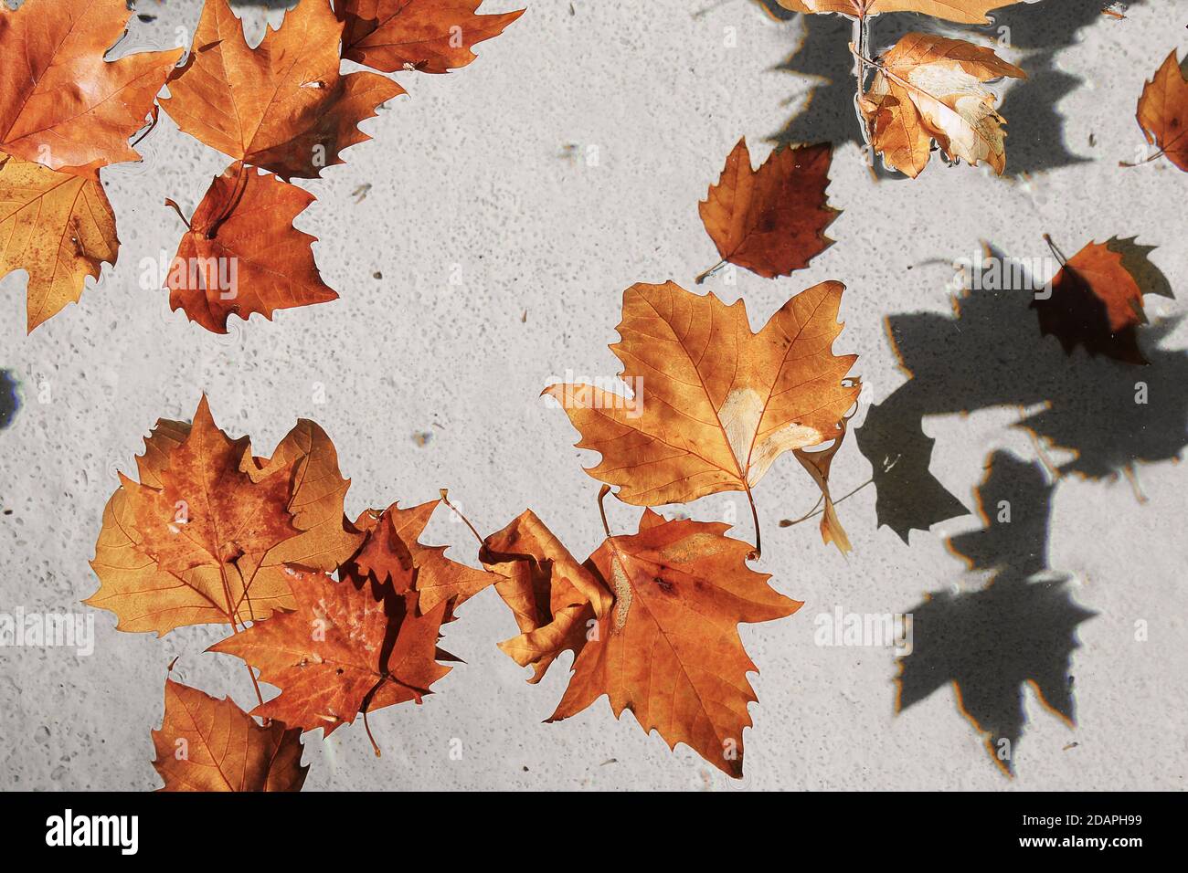 Autumn leafs floating on water in a small fountain Stock Photo - Alamy