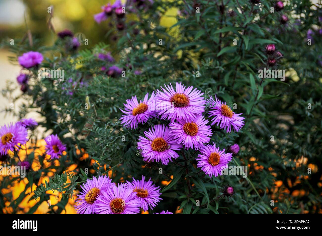 Growing bouquets of beautiful autumnal purple flowers Stock Photo - Alamy