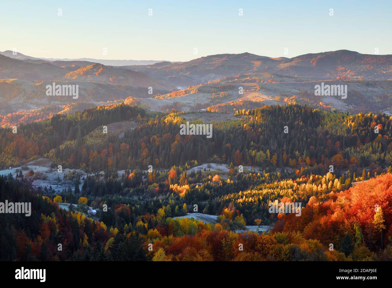 Majestic autumn rural scenery. Landscape with beautiful mountains, fields and forests. There are trees on the lawn full of orange leaves. Picturesque Stock Photo