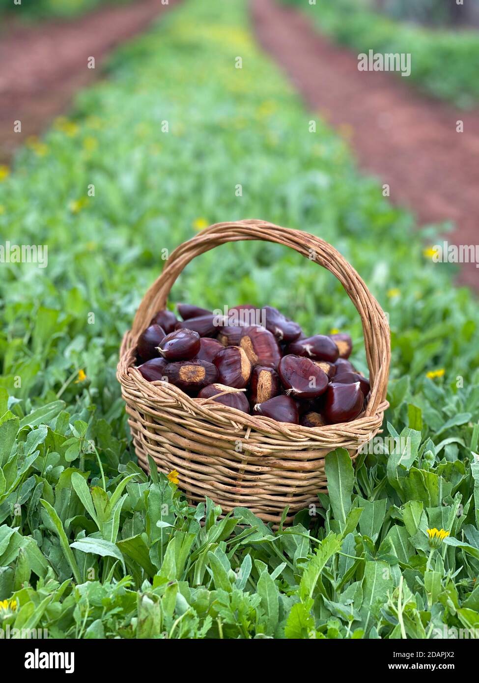 a basket full of raw chestnut in the green Stock Photo