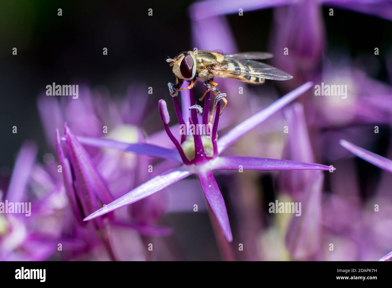 Yellow and Black Hoverfly Feeding on Purple Allium Flower Stock Photo