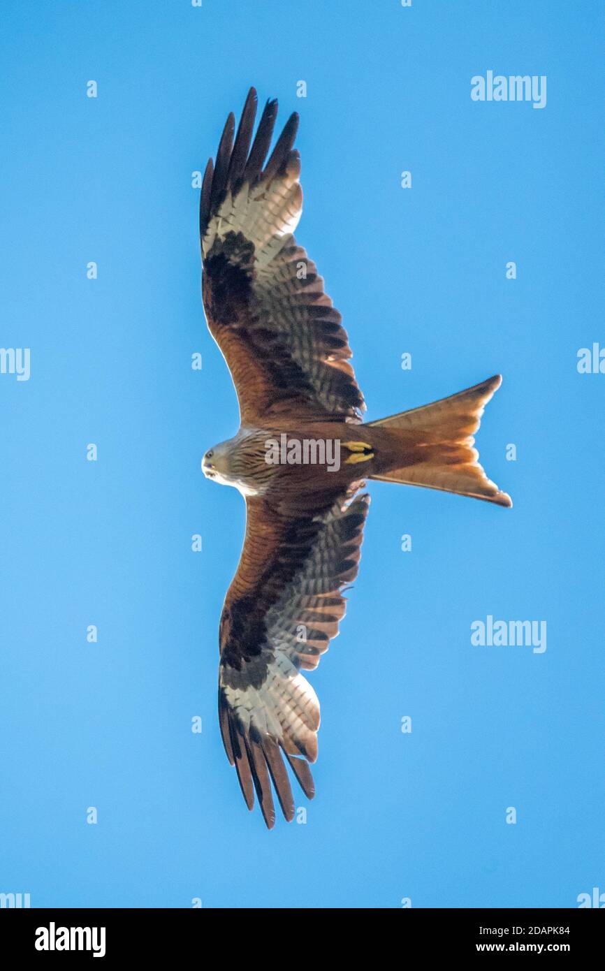 Red kite uk garden hires stock photography and images Alamy