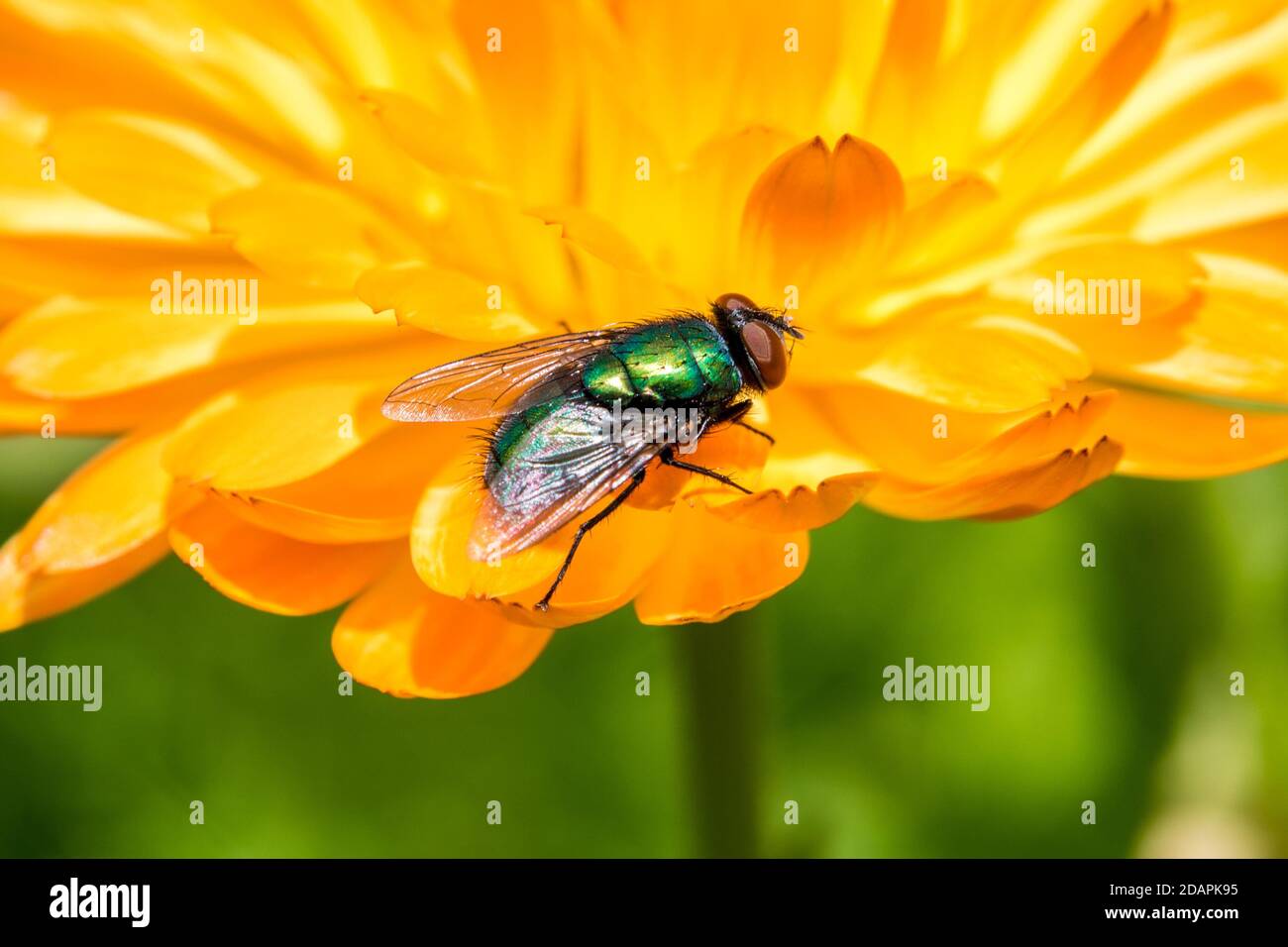 Common GreenBottle Fly on Yellow Flower Petals Stock Photo