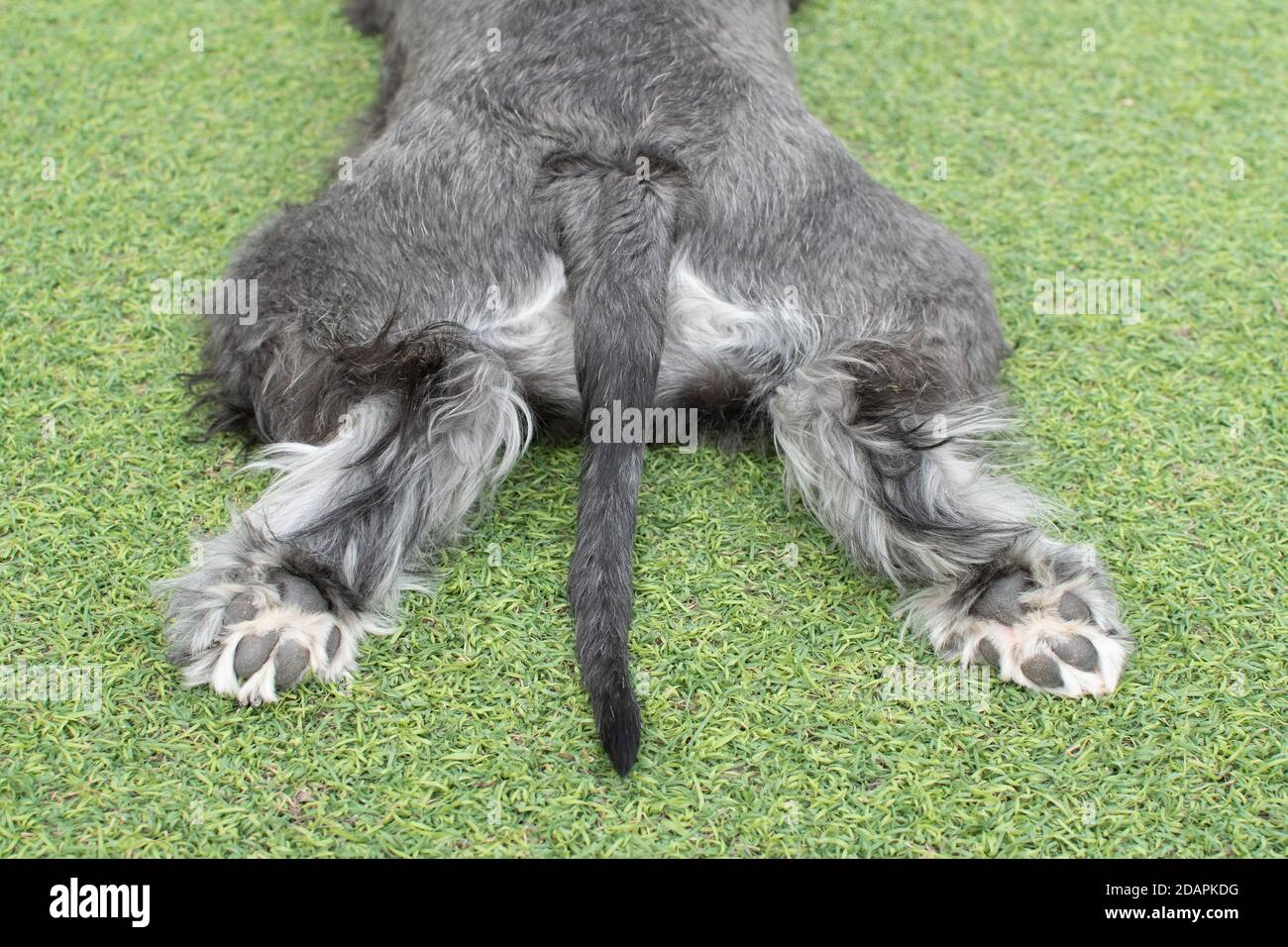 My dog’s feet Stock Photo Alamy