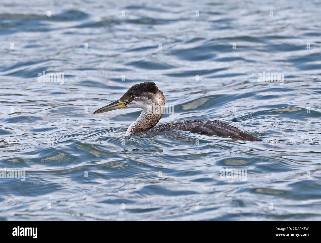 Red-necked Grebe (Podiceps grisegena holbollii) first winter plumage swimming in harbour  Choshi, Chiba Prefecture, Japan        February Stock Photo