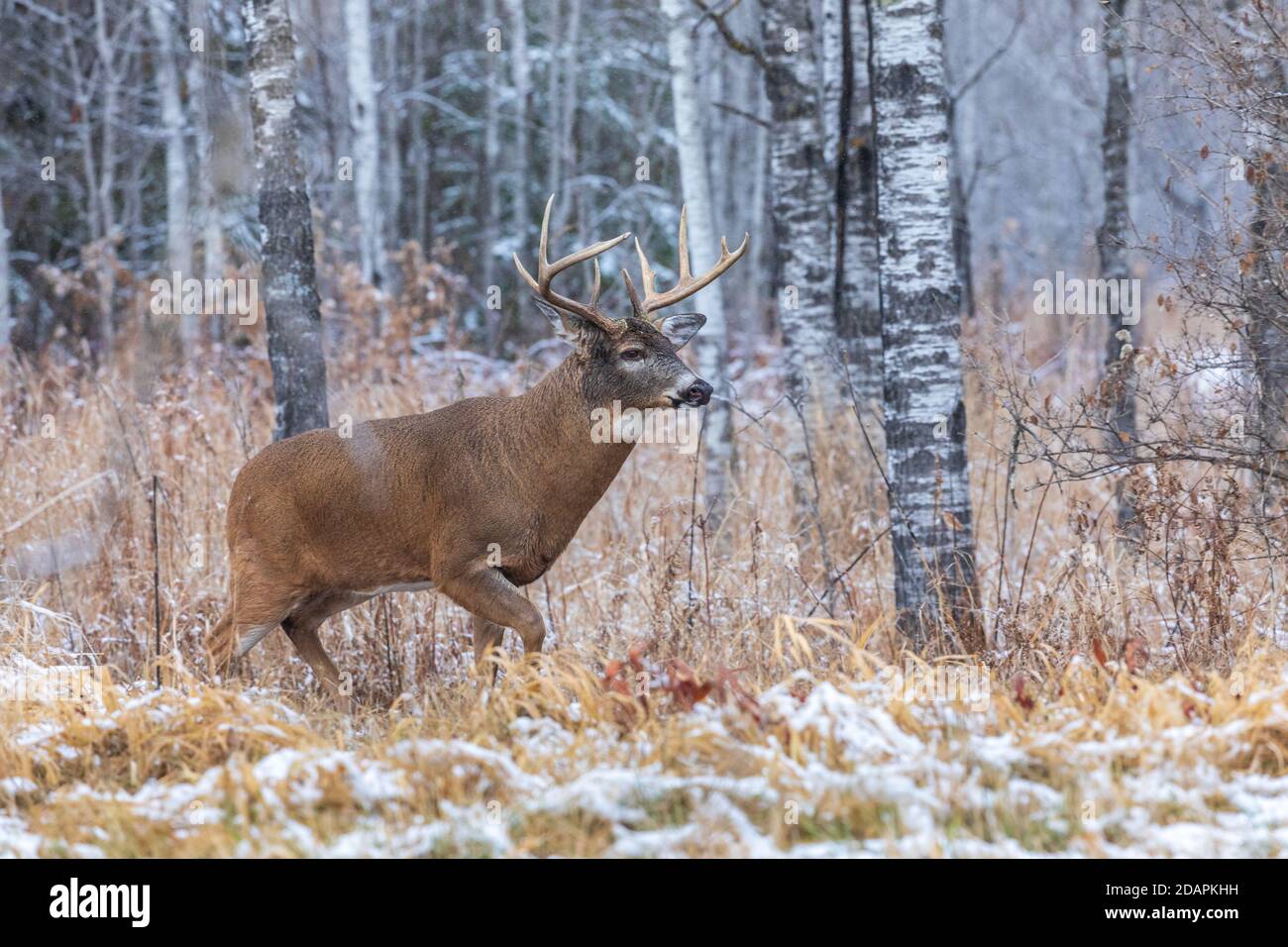 Wi Whitetail Rut Mature white-tailed buck during the rut in northern Wisconsin Stock ...
