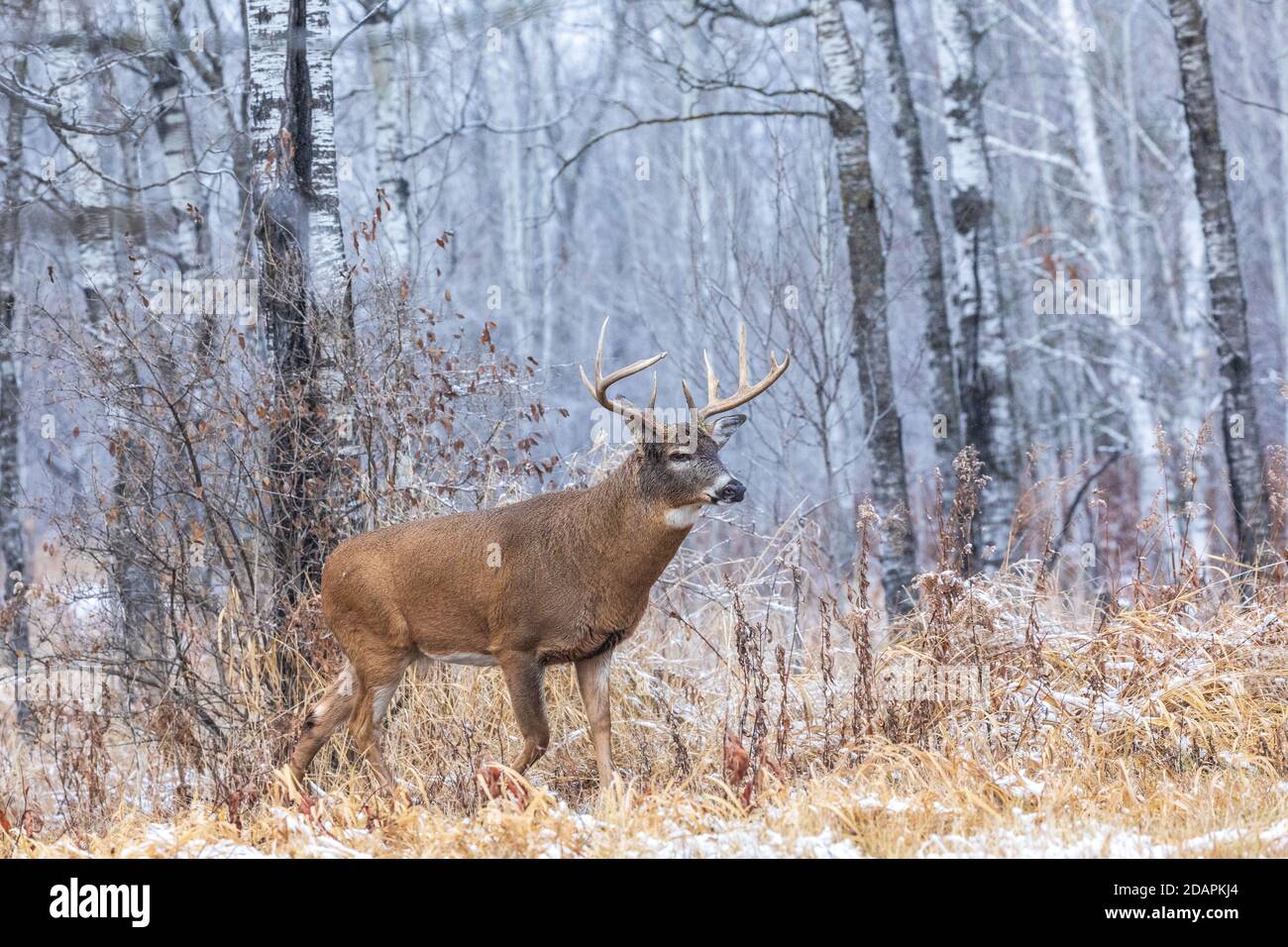 Wi Whitetail Rut Mature white-tailed buck during the rut in northern Wisconsin Stock ...