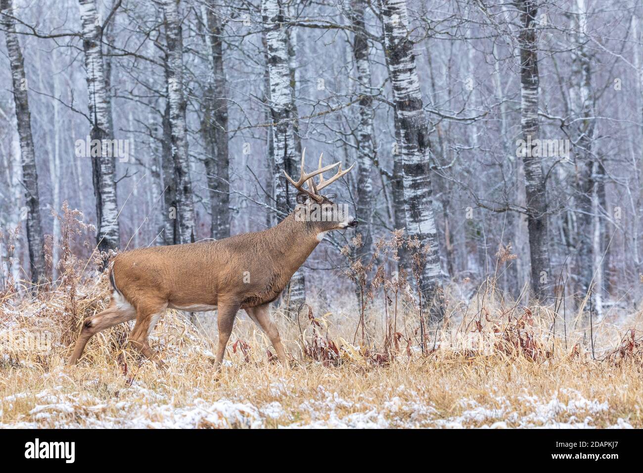 Wi Whitetail Rut Mature white-tailed buck during the rut in northern Wisconsin Stock ...