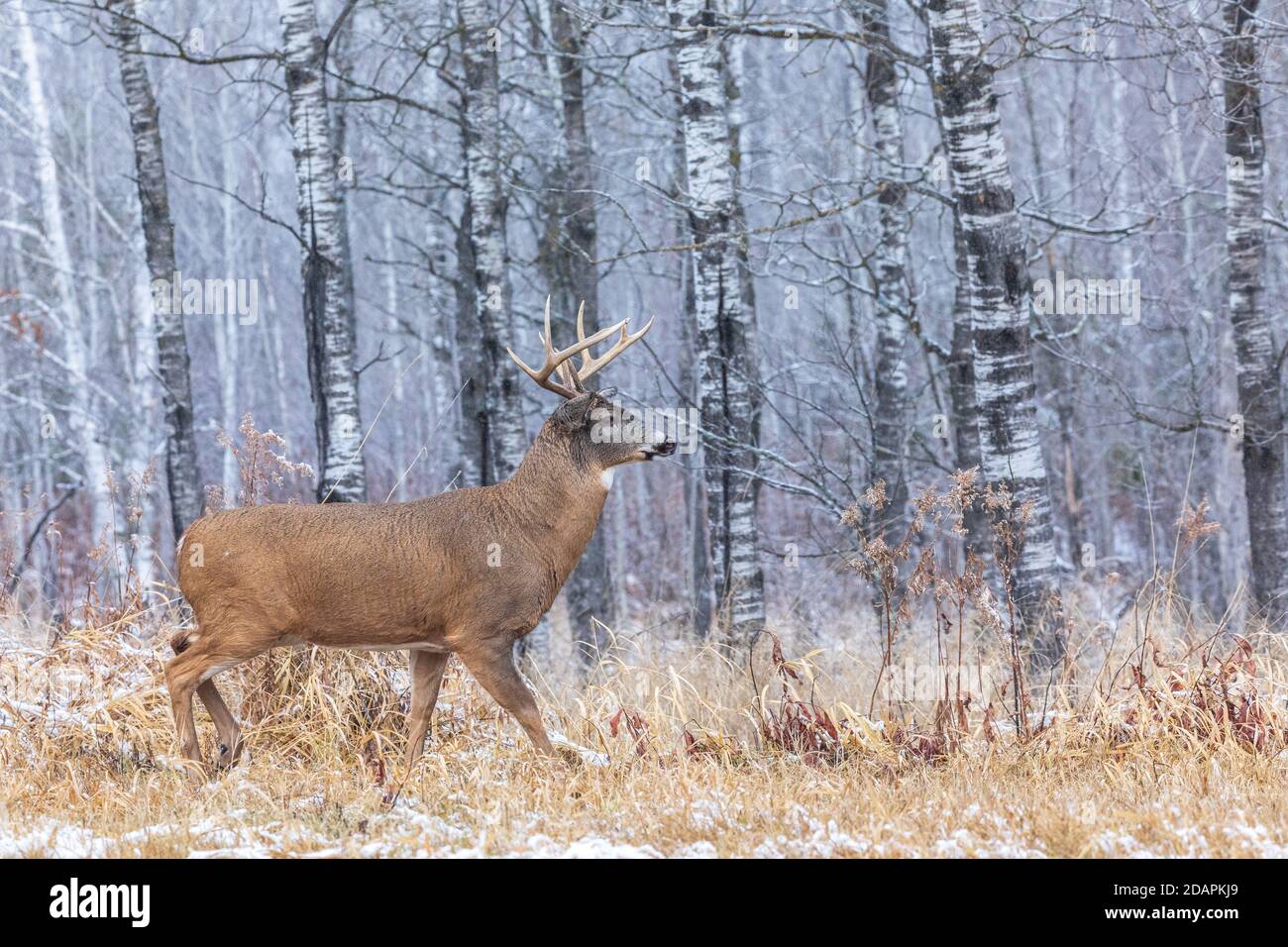 Mature white-tailed buck during the rut in northern Wisconsin. Stock Photo