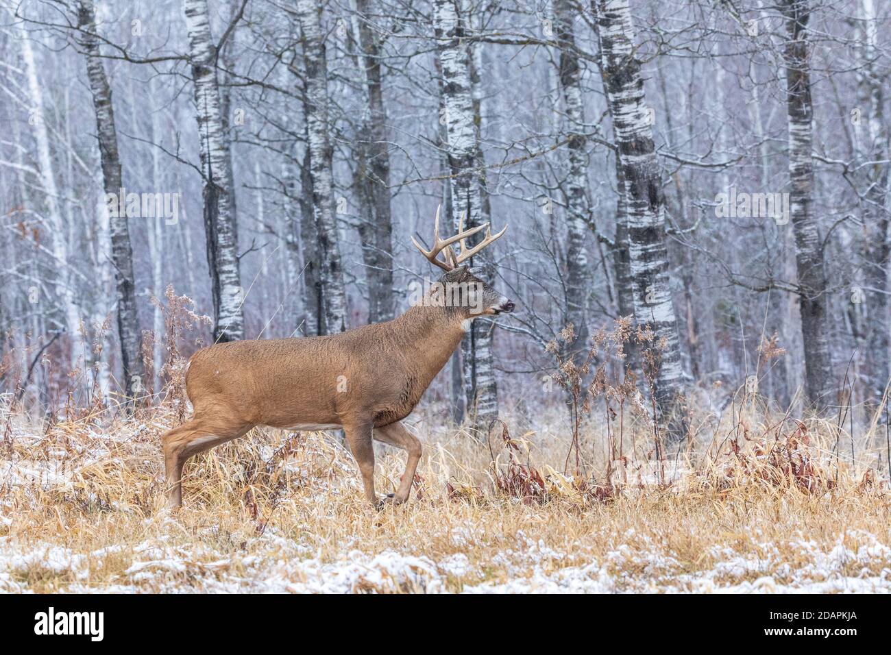 Mature white-tailed buck during the rut in northern Wisconsin. Stock Photo
